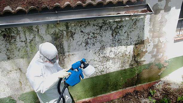 Trusted Basement Mold Remediation service in Mayer, MN - Cheap Mold Removal